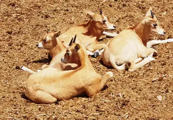 Babies Hai Bar Yotvata