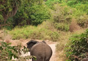 Elephants