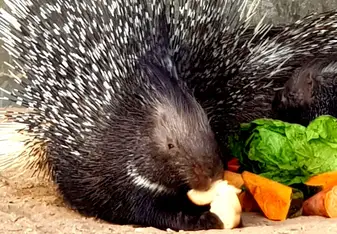 Porcupine, Hai Bar Yotvata