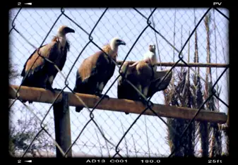 Vultures, Hai Bar Yotvata