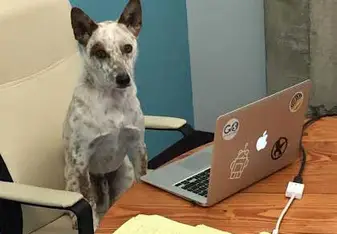 Office Dog