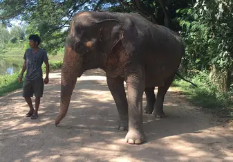 Walking the elephant