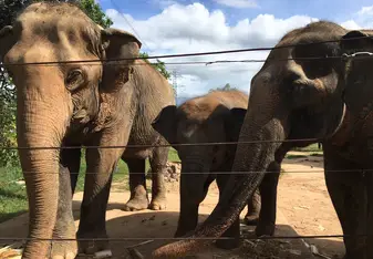 Younger elephant