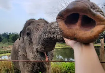 elephant refuge thailand