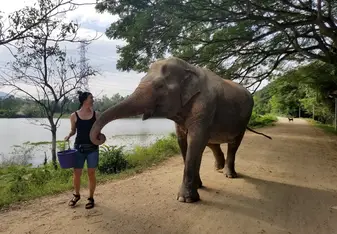 elephant refuge thailand