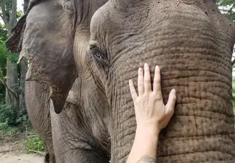 elephant refuge thailand