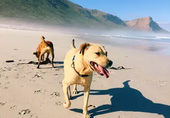 Walks on the beach with the dogs