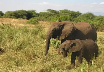 Elephants
