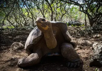 San Cristobal Wild life 