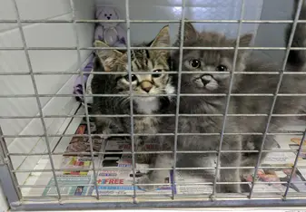 Kittens who were waiting for surgery