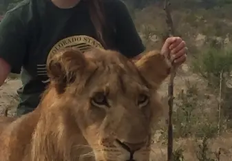 Working with the lions in the program.