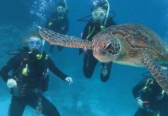 Divers underwater with a sea turtle
