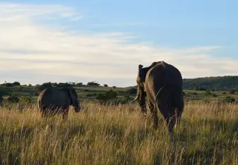 elephants