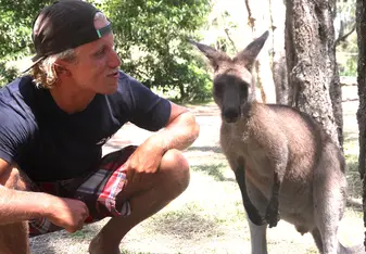 Wild kangaroos