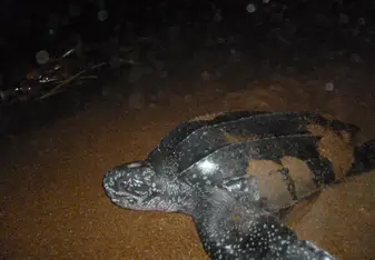 Leatherback Sea Turtle 