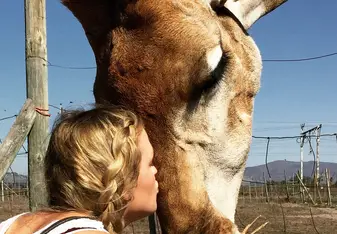 Experiencing the local giraffes 