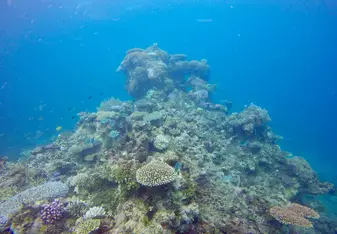 The Great Barrier Reef
