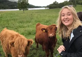 Cows in Scotland 