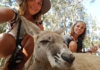 Sleepy kangaroo 