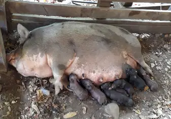 7 baby pigs with mom Peggy