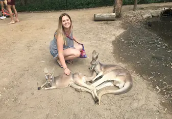 Kangaroos at Currumbin Wildlife Sanctuary 