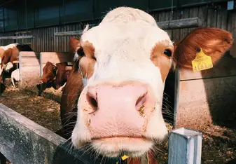 Class visit to the dairy factory