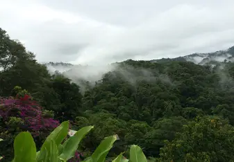 Cloud forest