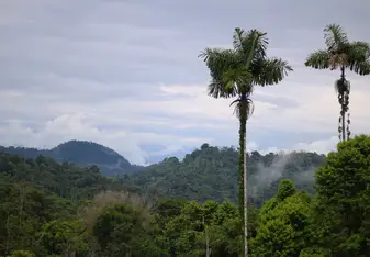 Rainforest