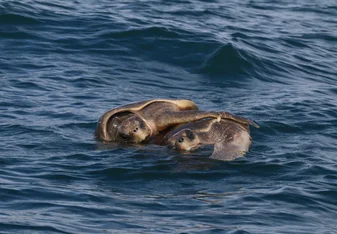 Sea Turtles