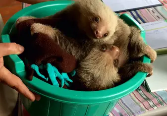 Baby sloths