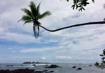 Palm tree on beach