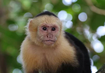 Capuchin Monkey