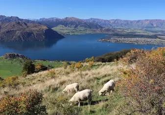 Sheep along the walk up Roys Peak, Wanaka, South Island