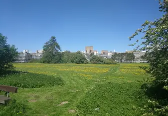 Ziggies by spring