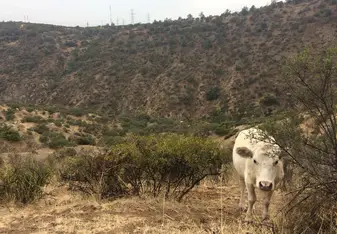 Cow in Las Aguas de San Ramón