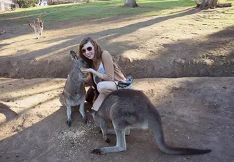 Feeding Kangaroos