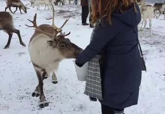 Feeding Reindeer in Norway