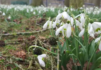 Come January, snowdrops pop up like snow over campus