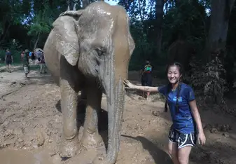 Working at an elephant sanctuary 