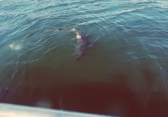 Sharks in South Africa