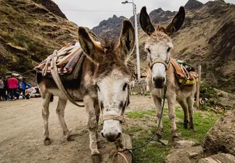 donkeys