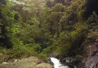 Stream in forest