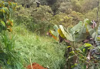lush forest wirth tools to work land
