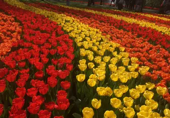 Keukenhof