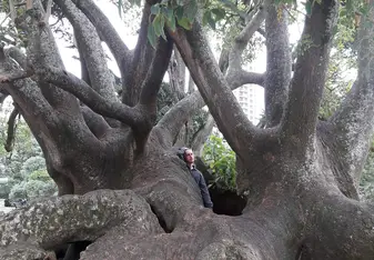 Nog tree 