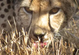 Cheetah