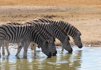 Zebra