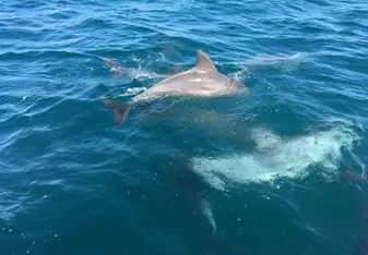 Dolphins right at the coast