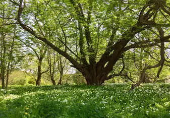 Tree in the botanical gardens in May