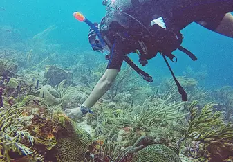 Coral Watch Surveys